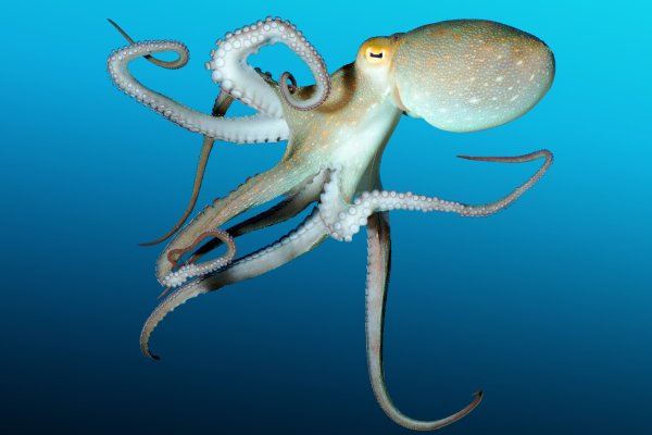 Kraken 17 at