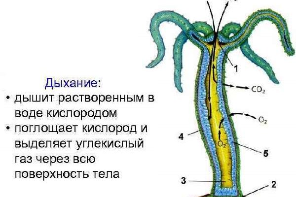 Кракен сайт даркнет маркет