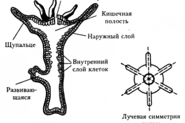Kraken пользователь не найден при входе